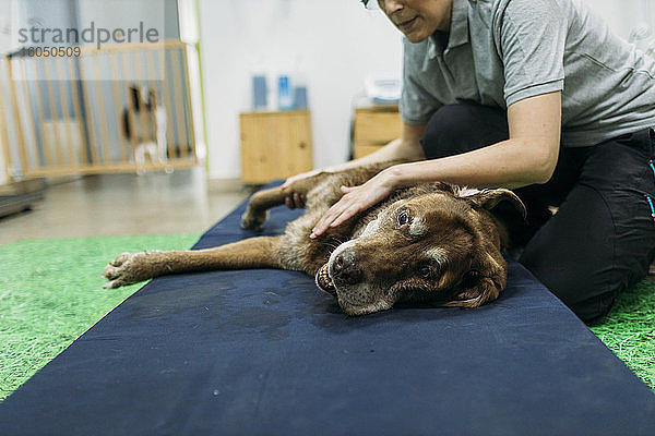 Physiotherapeutin massiert die Gliedmaßen eines alten Labrador Retrievers in der Mitte