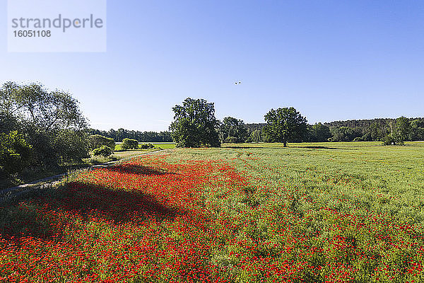 Deutschland  Brandenburg  Drohnenansicht eines roten Mohnfeldes im Frühling