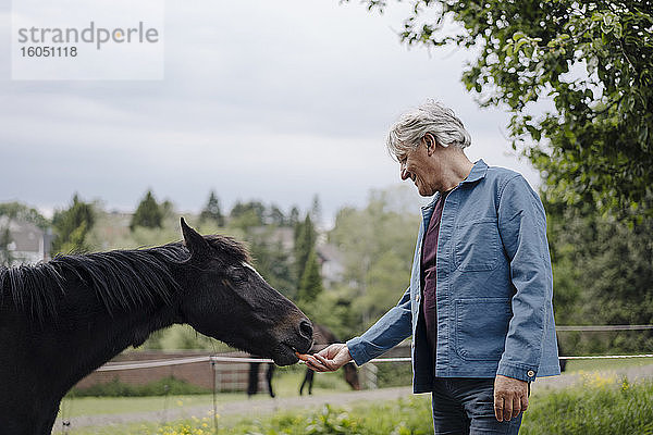 Älterer Mann füttert ein Pferd auf einem Bauernhof