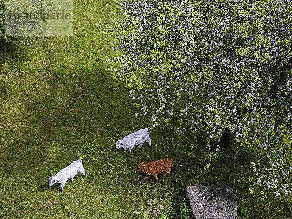 Dänemark  Bornholm  Drei Kühe auf einem Feld