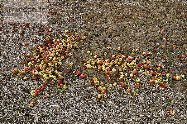 Abgefallene Äpfel  die auf einem Feld verrotten