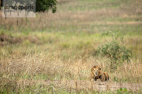 Demokratische Republik Kongo  Porträt eines Löwen (Panthera leo) beim Entspannen im Garamba-Nationalpark