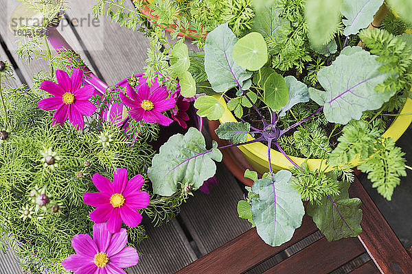 Blumen und Gemüse im Balkongarten