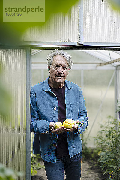 Porträt eines älteren Mannes mit Bio-Zitronen in einem Gewächshaus