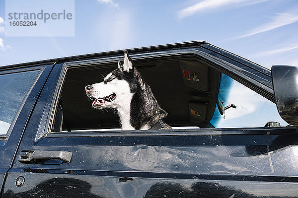 Husky schaut aus dem Fahrzeugfenster