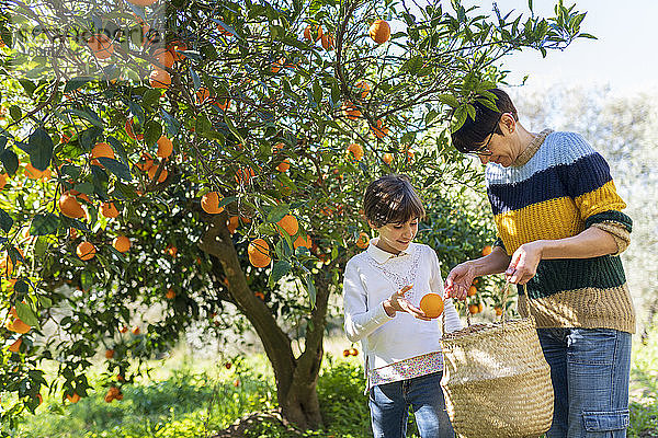 Kleines Mädchen hilft Mutter bei der Orangenernte