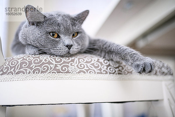 Britisch-Kurzhaar-Katze zu Hause auf einem Stuhl liegend