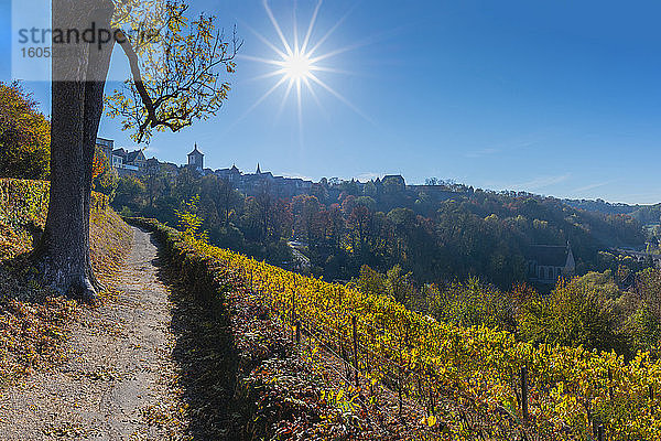 Deutschland  Bayern  Rothenburg ob der Tauber  Die Sonne scheint über den Fußweg am Rande eines Weinbergs