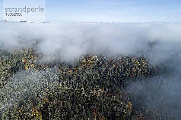 Deutschland  Baden-Württemberg  Drohnenaufnahme eines in Morgennebel gehüllten Herbstwaldes