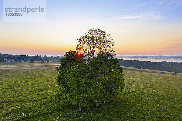 Deutschland  Bayern  Walchstadter Hohe  Drohnenansicht von grünen Bäumen auf einer Wiese bei Sonnenaufgang