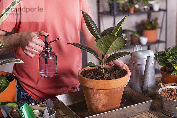 Mann sprüht Wasser auf Gummifeige Topfpflanze zu Hause