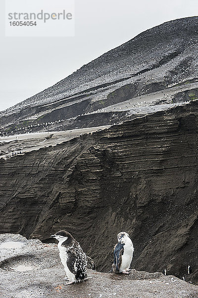 UK  Südgeorgien und Südliche Sandwichinseln  Zwei Zügelpinguine (Pygoscelis antarcticus) stehen am Rand einer vulkanischen Klippe auf Saunders Island