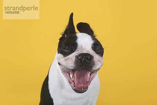 Porträt eines Boston Terrier Welpen  der vor einem gelben Hintergrund gähnt