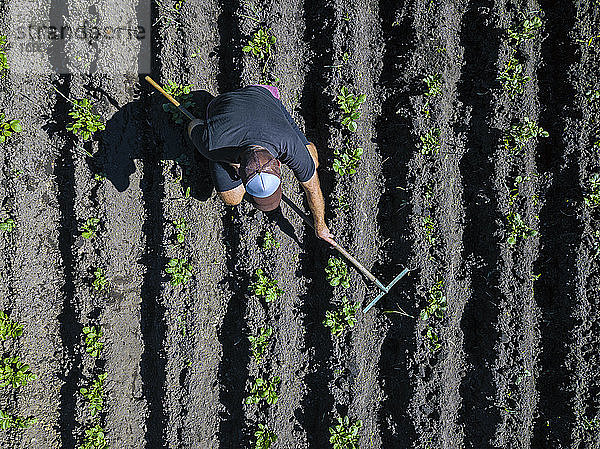 Luftaufnahme eines Mannes bei der Arbeit auf einem Kartoffelacker