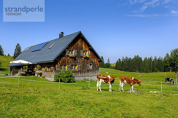 Deutschland  Bayern  Schwaben  Allgäu  Naturpark Nagelfluhkette  Kühe auf der Weide vor einem Holzhaus