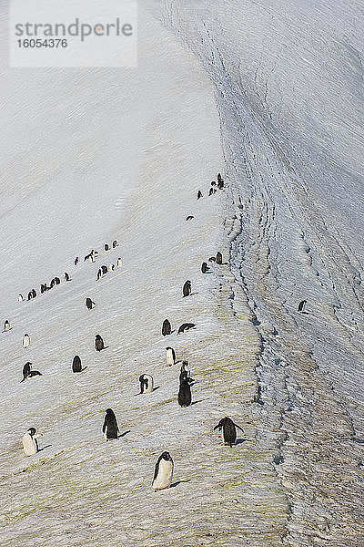 Pinguin-Kolonie in Hope Bay
