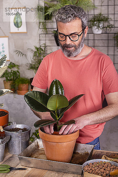 Bärtiger reifer Mann pflanzt Gummifeige in einem Topf auf einem Tisch in einer Gärtnerei