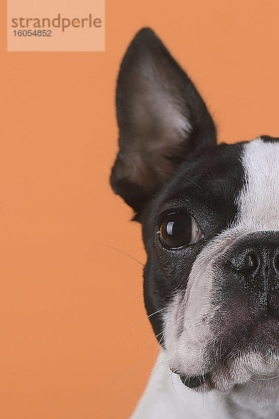 Porträt eines Boston-Terrier-Welpen vor einem orangefarbenen Hintergrund