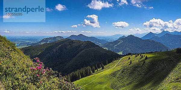 Deutschland  Bayern  Oberallgäu  Wertacher Hornle  Blühende Alpenrose (Rhododendron ferrugineum) in Allgäuer Alpenlandschaft