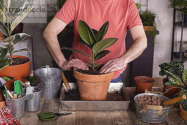 Mann pflanzt Gummifeige im Topf in einer Gärtnerei
