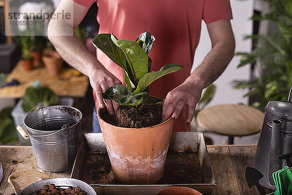 Mann pflanzt Geigenblatt-Feigenpflanze in Topf zu Hause