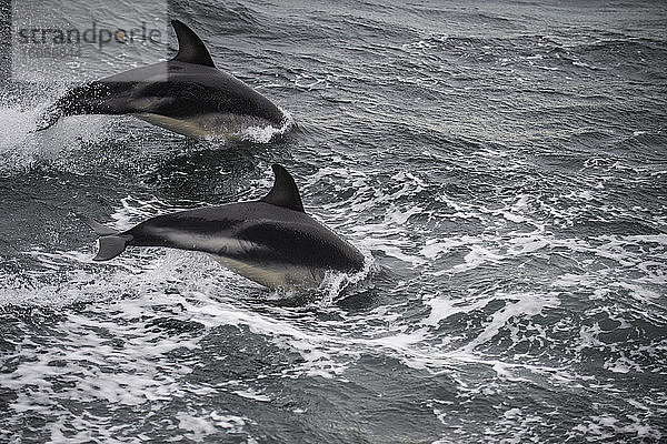 Zwei Dunkle Delfine (Lagenorhynchus obscurus) beim Brüten im Beagle-Kanal