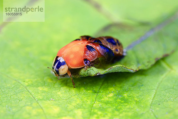 Asiatischer Marienkäfer (Harmonia axyridis) schlüpft auf einem Blatt