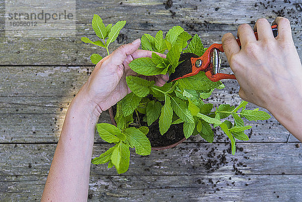 Hände einer Frau  die beim Umpflanzen von Minze eine Gartenschere benutzt