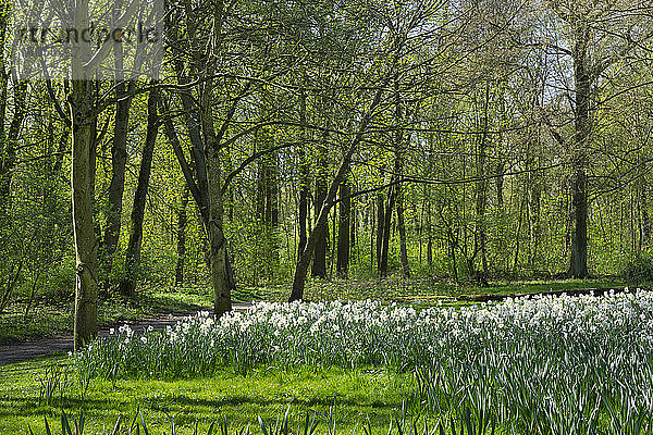 Deutschland  Nordrhein-Westfalen  Lünen  Beet mit Dichter-Narzissen (Narcissus poeticus) im Park Schwansbell