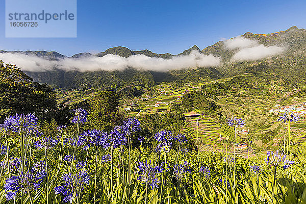 Portugal  Sao Vicente  blühende Agapanthusblüten in einem grünen Sommertal mit terrassierten Feldern im Hintergrund