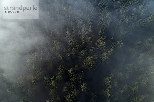 Deutschland  Baden-Württemberg  Drohnenaufnahme eines in Morgennebel gehüllten Herbstwaldes