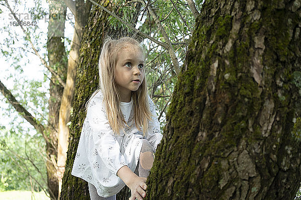 Niedliches Mädchen klettert auf Baum im Wald