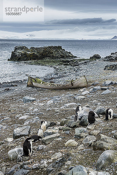 Pinguine am Ufer der Halbmondinsel mit verlassenem Ruderboot im Hintergrund