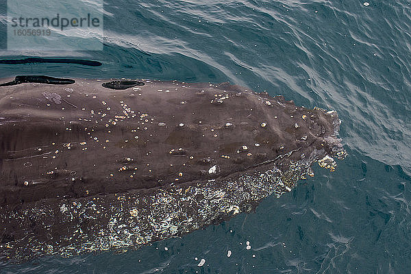 Kopf eines Buckelwals (Megaptera novaeangliae)  der nahe der Oberfläche schwimmt