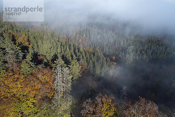 Deutschland  Baden-Württemberg  Drohnenaufnahme eines in Morgennebel gehüllten Herbstwaldes