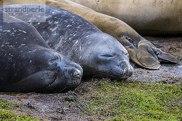 Südliche Seeelefanten (Mirounga leonina) schlafen auf dem Boden
