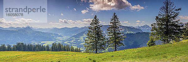 Deutschland  Bayern  Oberallgäu  Wertacher Hornle  Latschenkiefer (Pinus mugo) in Allgäuer Alpenlandschaft