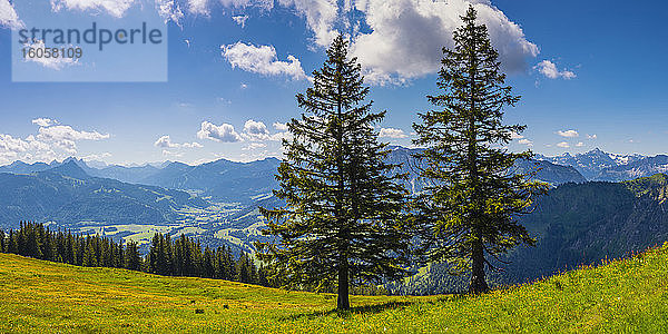 Deutschland  Bayern  Oberallgäu  Wertacher Hornle  Latschenkiefer (Pinus mugo) in Allgäuer Alpenlandschaft