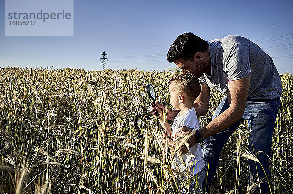 Vater und Sohn untersuchen die Ernte mit einer Lupe auf einem landwirtschaftlichen Feld bei klarem Himmel