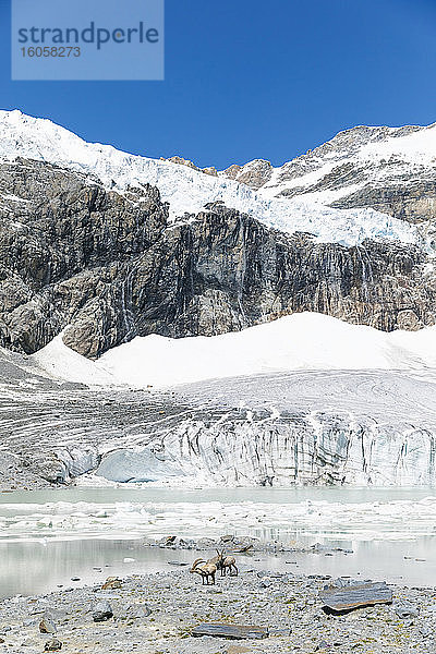 Steinböcke in der Nähe des schmelzenden Gletschers vor einem schneebedeckten Berg