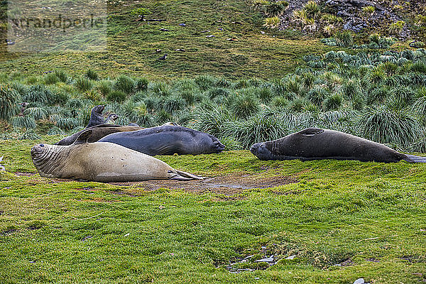 UK  Südgeorgien und Südliche Sandwichinseln  Grytviken  Kolonie der Südlichen See-Elefanten (Mirounga leonina)