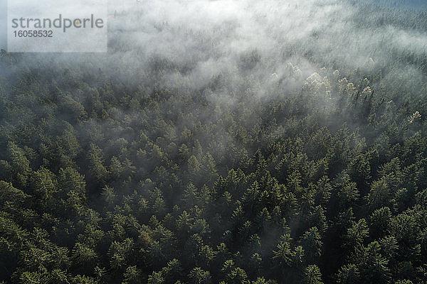 Deutschland  Baden-Württemberg  Drohnenaufnahme eines in Morgennebel gehüllten Herbstwaldes