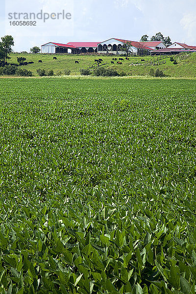 Feld mit mittelgroßen Sojabohnen mit weidendem Vieh und rot gedeckten Wirtschaftsgebäuden jenseits  in der Nähe von Farmersville  Ohio  Vereinigte Staaten von Amerika