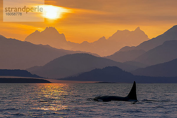 Schote des Orca-Wals (Orcinus orca) im Lynn-Kanal mit dem Chilkat-Gebirge im Hintergrund  Südost-Alaska; Alaska  Vereinigte Staaten von Amerika