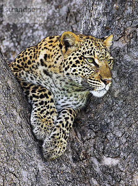 Leopard (Panthera pardus) liegt in einem Baum und schaut hinaus; Okavango-Delta  Botswana