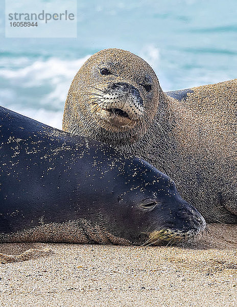 Nahaufnahme von zwei hawaiianischen Mönchsrobben (Neomonachus schauinslandi) am Strand; Kihei  Maui  Hawaii  Vereinigte Staaten von Amerika