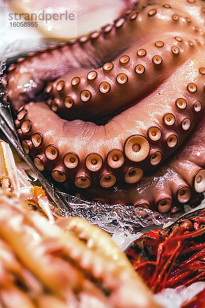 Oktopus-Tentakel auf einem Meeresfrüchte-Markt; Valencia  Valencia  Spanien