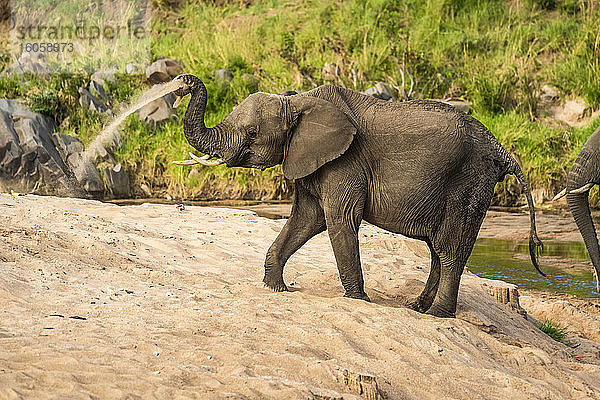 Afrikanischer Buschelefant (Loxodonta africana) bei einem Sandbad an einem Fluss; Kenia