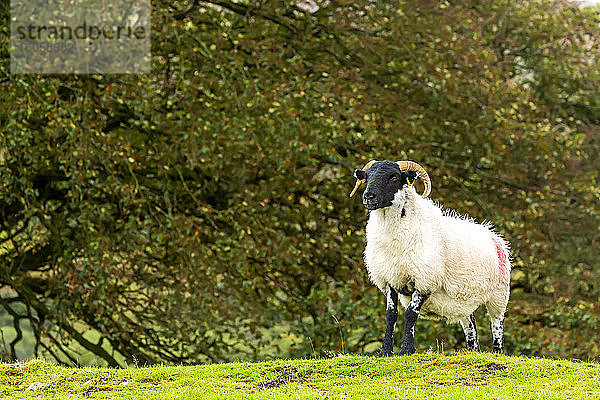 Ein einsamer Widder auf einem grasbewachsenen Hügel mit Bäumen im Hintergrund; Grafschaft Cornwall  England