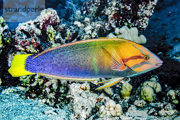 Porträt eines männlichen Gelbschwanz-Coris (Coris gaimard)  aufgenommen beim Tauchen an der Kona-Küste; Big Island of Hawaii  Hawaii  Vereinigte Staaten von Amerika